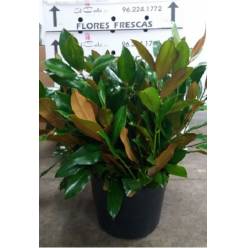 Hoja Magnolio Nac 80cm
