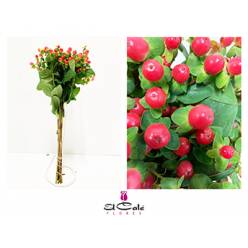 Hypericum Hol. Tomato Flair 60cm