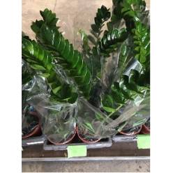 P. Zamioculca Zamiifol 17/75cm x6 +5 Matas