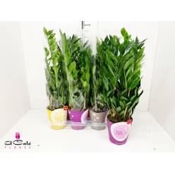 P. Zamioculca Zamiifol 17/70cm x6  +5 Ramas