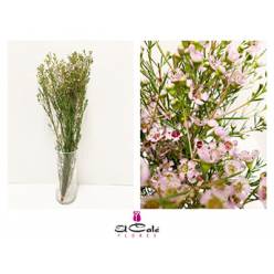 Flor Cera Hol. Un Early Nir 80cm 50gr Rs. "T25"