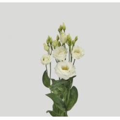 Lisiantus Hol. Rosi White 60cm 55gr "T10"