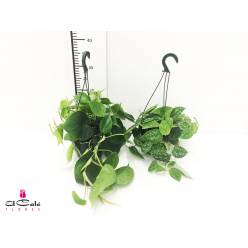P. Scindapsus y Philodendro Mix 15/30cm x8