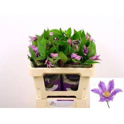 Clematis  Amazing London 50cm Mal.