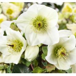 Helleborus Queens White 35cm