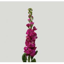 Aleli Nac. Fucsia 60cm