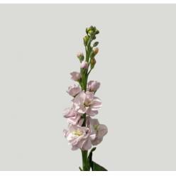 Aleli Nac. Rosa Claro 60cm