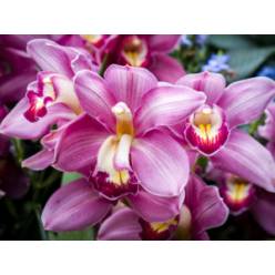 Cymbidium Pink Pant 80cm Fres.