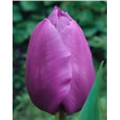 Tulipan Nac. Morado 40cm