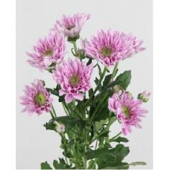 Margarita Nac. Belicia 75gr Rs