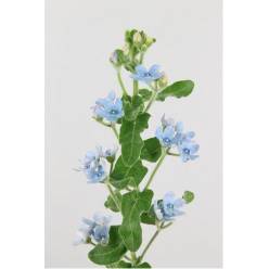 Oxypelatum coeruleum 50cm Az "T25"