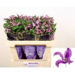 Clematis  Amazing rome 60cm