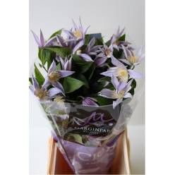 Clematis  Star River 50cm Mal.