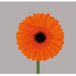Gerbera Mini Hol. Caramba Nj. "T20"