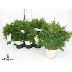 P. Flor Cera Nac. Arbustiva 14/50cm x6