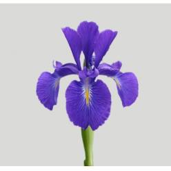 Iris Nacional Azul 75cm