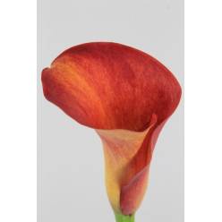 Calla Trinity 55cm