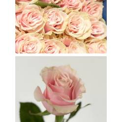 Rosa Ecu. Pink Mondial 70cm Rs.