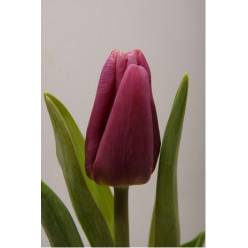 Tulipan Hol. Copex 40cm Morado
