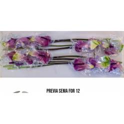 Anthurium Hol. Previa Semaforo 13  "CC12"
