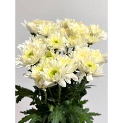 Margarita Nac. Euro Blanca 70gr