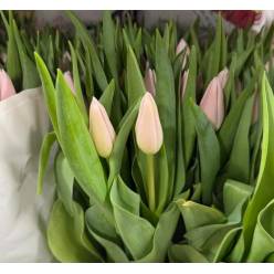 Tulipan Hol. Gabriella Rosa 40cm