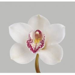 Cymbidium Vanity 80cm Bl