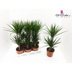 P. Dracena Marginata 12/50cm x10