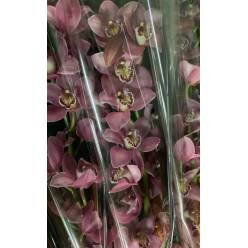 Cymbidium x6 Candy 80cm Rs.