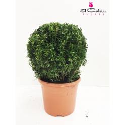 P. Buxu Sempervirens Bola 29/55cm
