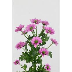 Marg. Santini Krissi  x25 Rs 55cm 1100gr