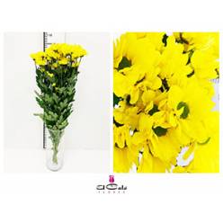 Margarita Hol. Bacardi Copa 75gr Am.