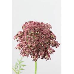 Ammis Daucus Dara 70cm Gr. ( 7 Dias-2�)