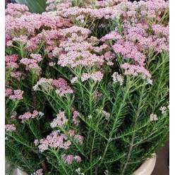 Flor de Arroz "Paquete"