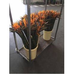 Strelitzia 90cm