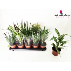 P. Dracena Hol Mix 12/35cm "CC10"