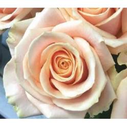 Rosa Hol. Pearl Avalanche 55cm A2