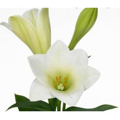 Longiflora Hol. Watch Up 90cm 2/3 fl.