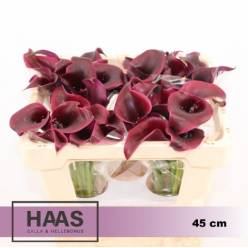 Calla Rudolph 45cm