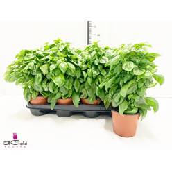 P. Albahaca Nac. Culinaria 12/25cm x12