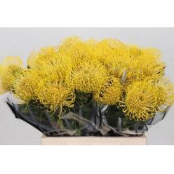 Protea Nutans High Gold 40cm Am.