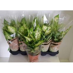 P. Dieffenbachia Compacta 12/40cm x10