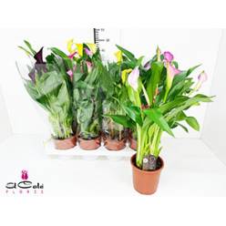 P. Calla Mixta 4Kl 13/50cm x8 +4 Flores