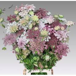 Ammis Daucus Dara 80cm