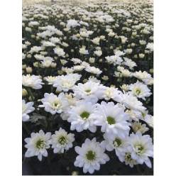 Margarita  Nac. Bacardi 70gr