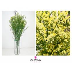 Limonium Nac. Hibrido Amarillo 80cm Paq.