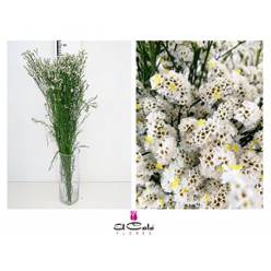 Limonium Nac. Hibrido Blanco 80cm Paq.