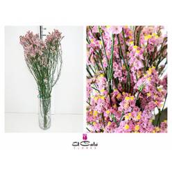 Limonium Nac. Hibrido Rosa 80cm Paq.