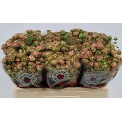 Ramificada Overig 50cm
