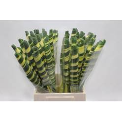 Pandanus Rollo Bicolor 55cm x10